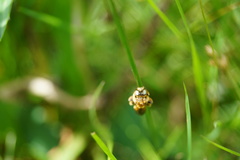 Epeoloides coecutiens