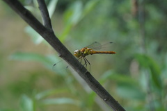 Sympetrum striolatum