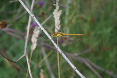Sympetrum striolatum
