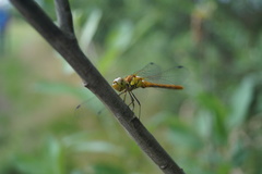 Sympetrum striolatum
