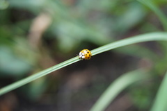Harmonia axyridis