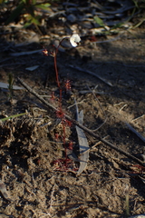 Drosera peltata