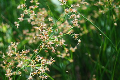 Juncus acutiflorus