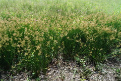 Juncus acutiflorus