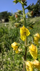 Verbascum spectabile