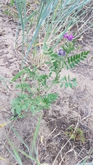 Astragalus davuricus