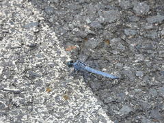 Orthetrum lineostigma