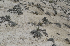 Artemisia hololeuca