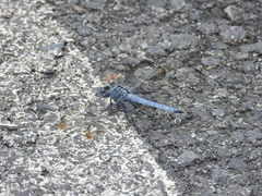 Orthetrum lineostigma