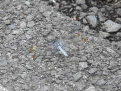 Orthetrum lineostigma