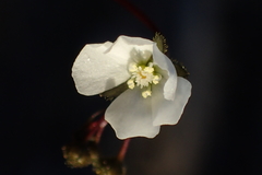 Drosera peltata