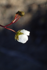 Drosera peltata