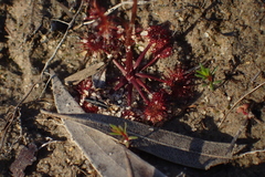 Drosera peltata