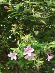 Jasminum × stephanense