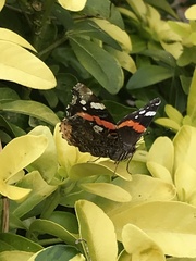 Vanessa atalanta