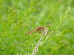 Crocothemis servilia mariannae