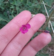 Dianthus deltoides