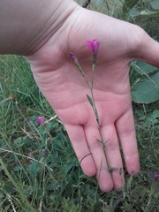 Dianthus deltoides