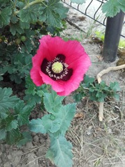 Papaver somniferum