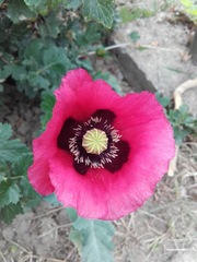 Papaver somniferum