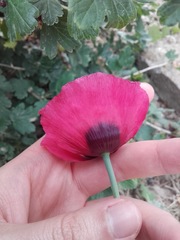 Papaver somniferum
