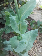Papaver somniferum
