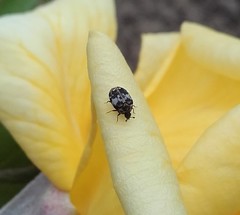 Anthrenus pimpinellae