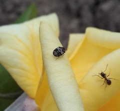 Anthrenus pimpinellae