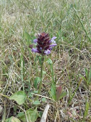 Prunella vulgaris