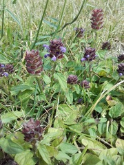 Prunella vulgaris