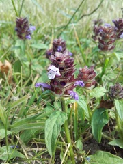 Prunella vulgaris