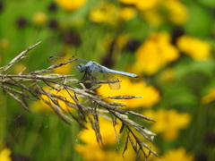 Orthetrum lineostigma