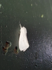 Spilosoma virginica