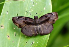 Zera hyacinthinus servius