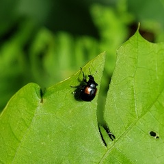 Synolabus bipustulatus