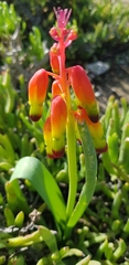 Lachenalia quadricolor