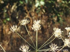 Conopodium subcarneum