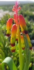 Lachenalia quadricolor