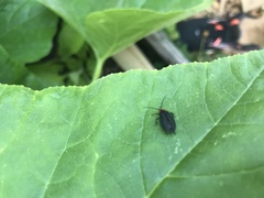 Lucidota atra