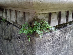 Asplenium ruta-muraria ruta-muraria