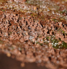 Oligonema verrucosum