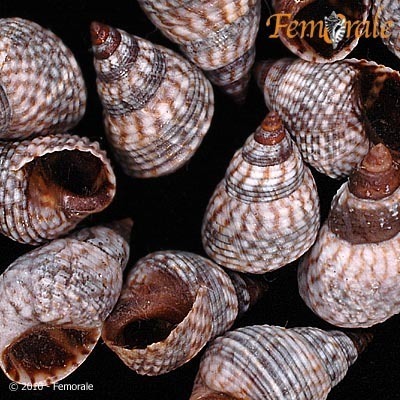 Echinolittorina aspera