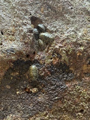Chiton marmoratus
