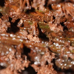 Oligonema verrucosum