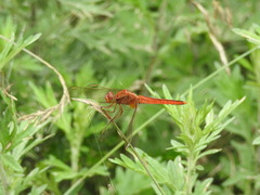 Crocothemis servilia mariannae