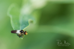 Holopogon nigripennis