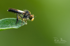 Holopogon nigripennis