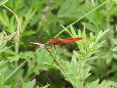Crocothemis servilia mariannae