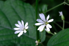 Stellaria nemorum