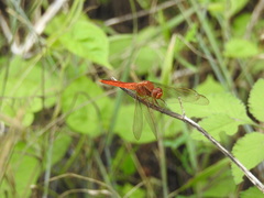 Crocothemis servilia mariannae